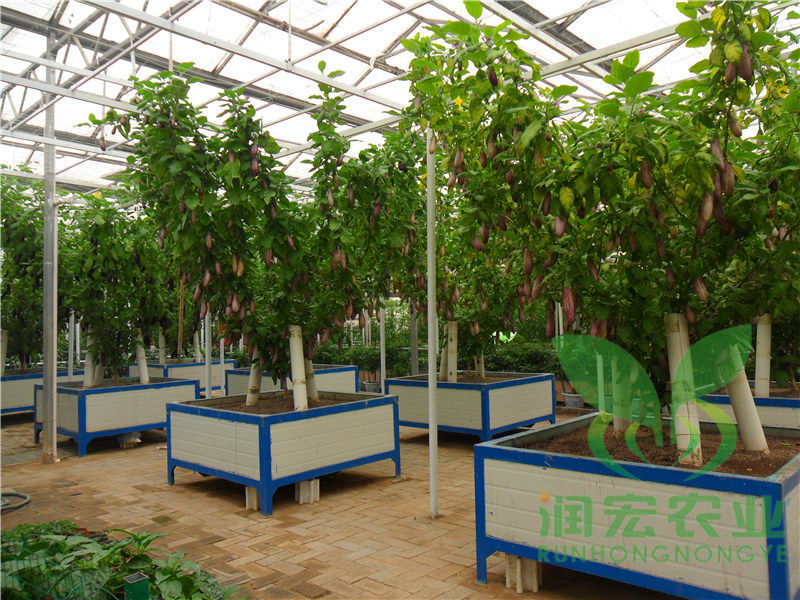 基质蔬菜树